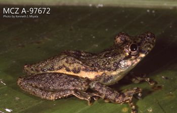 Media type: image;   Herpetology A-97672 Description: Photo of animal in life, taken in the field by Dr. Kenneth Ichiro Miyata. A slide of the photo was scanned in 2012 by Melissa Wooley.;  Aspect: lateral